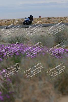 media/Jan-14-2023-SoCal Trackdays (Sat) [[497694156f]]/Turn 14 Exit Bloomig (145pm)/